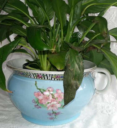 ANTIQUE, VICTORIAN PORCELAIN CHAMBER POT...POTTY... ,  HAND PAINTED PEACH BLOSSOM