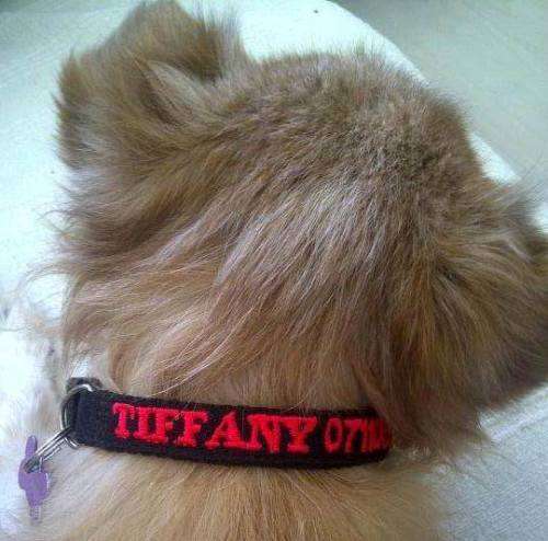 pets, pet accessories, tags, pet tags, greyhound, gifts, microchip, kennels, yorkie, jack, daschund, maltese