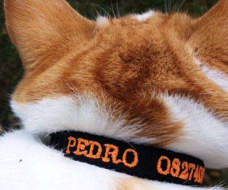 cat accessories