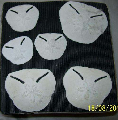 PLETENBURG BAY PANSY SHELLS X 6