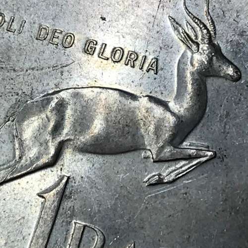 1967 RSA Pregnant Springbok - an excellent example of this R1