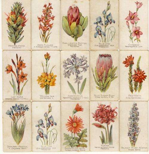 Cigarette cards, Lot of 15 cards - Wild flowers of South Africa