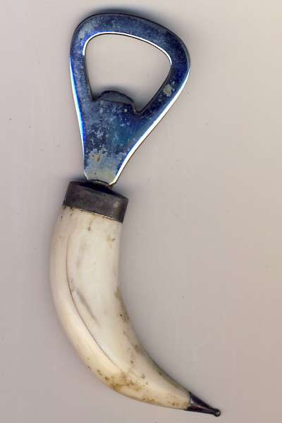 Bottle opener with tooth - I was told this is a type of whale tooth