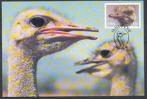 South West Africa Maxicards - 1985 - Ostriches - set of 4 cards.