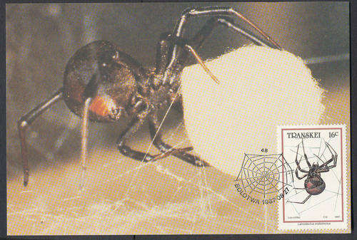 Transkei Maxicards - 1987 - Spiders - set of 4 cards.(SACC-208-211)