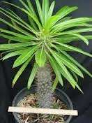 Half Mens - Pachypodium namaquanum - Seedlings