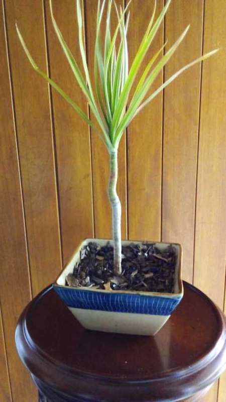 4 year old Dracaena grown as Bonsai.