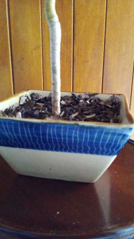 4 year old Dracaena grown as Bonsai.