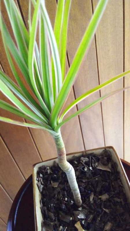 4 year old Dracaena grown as Bonsai.