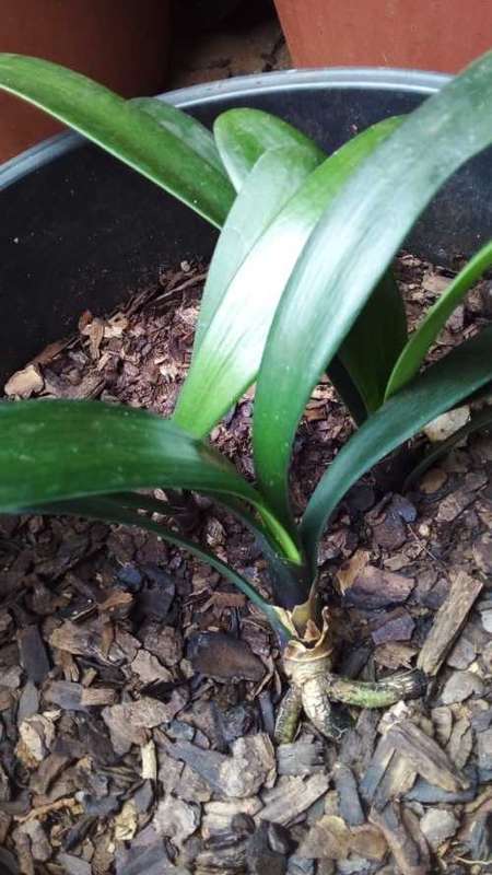 2 Year Old Clivia Plants (Orange)