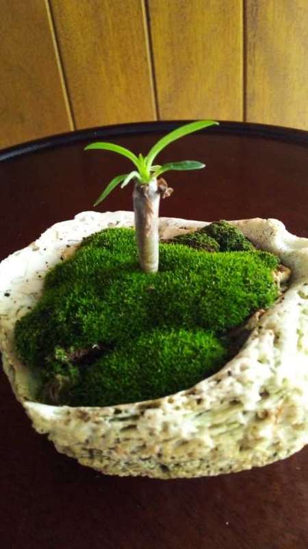 One of a kind! Pachypodium (Half mens) (living plant) Grown in a Shell with Moss