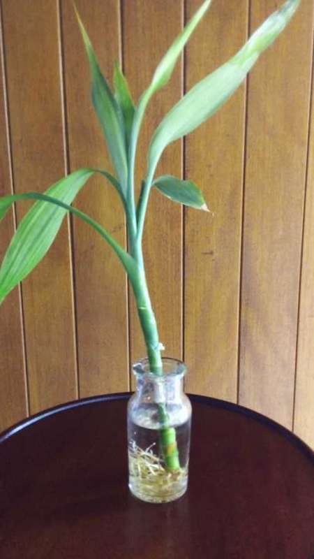 Lucky Bamboo (Dracaena sanderiana) Grown in glass bottle. 6 months old