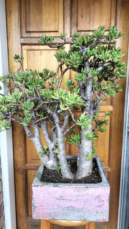 Magnificent Gollum Fingers (Crassula Ovata) Bonsai 2010 - 80cm