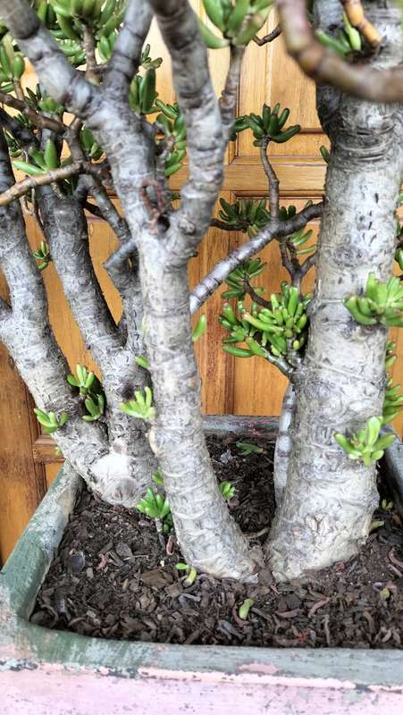 Magnificent Gollum Fingers (Crassula Ovata) Bonsai 2010 - 80cm