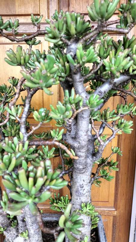Magnificent Gollum Fingers (Crassula Ovata) Bonsai 2010 - 80cm