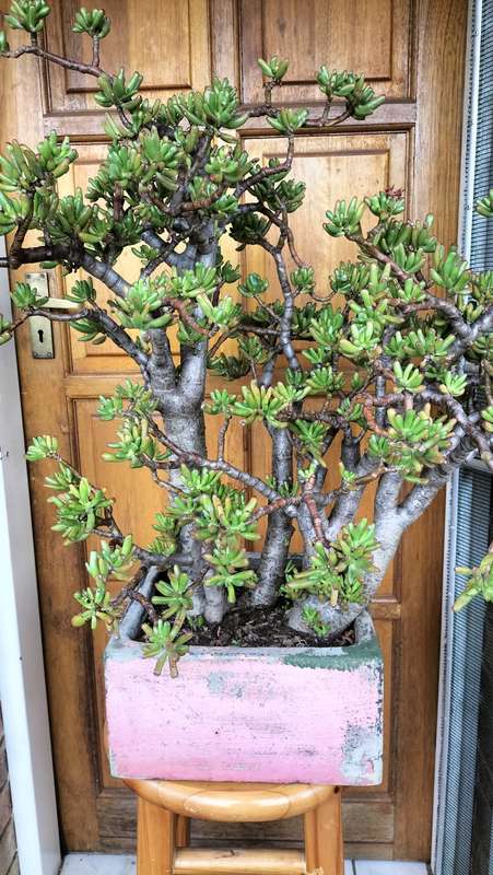 Magnificent Gollum Fingers (Crassula Ovata) Bonsai 2010 - 80cm