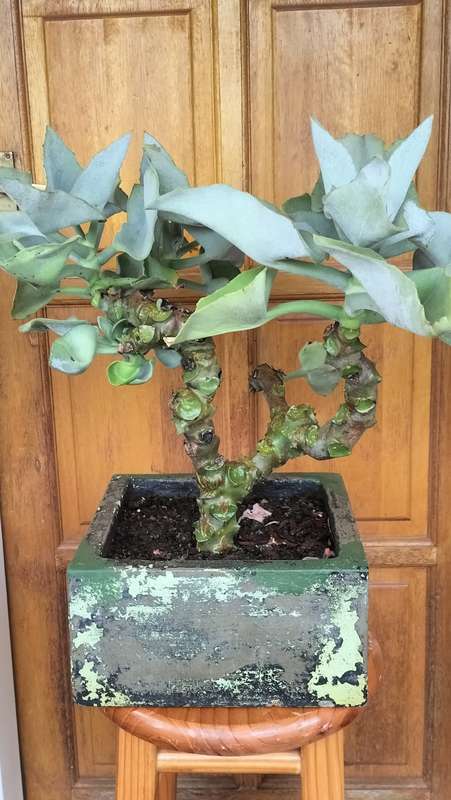 Magnificent Kalanchoe Beharensis Bonsai 2000 - 60cm - COLLECTION ONLY