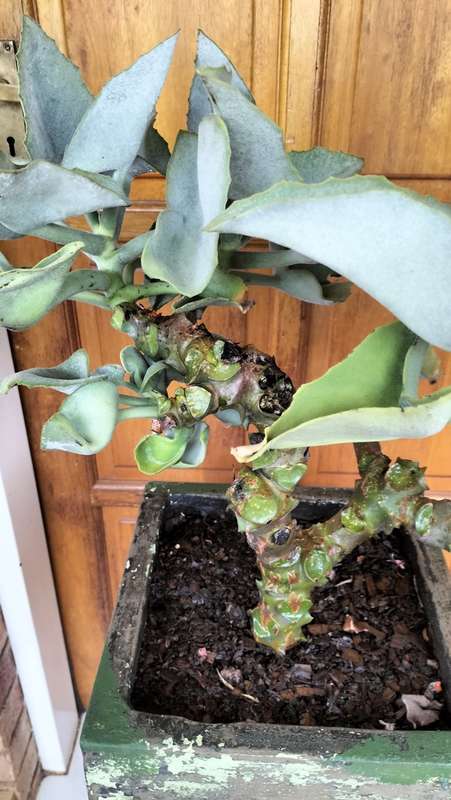 Magnificent Kalanchoe Beharensis Bonsai 2000 - 60cm - COLLECTION ONLY