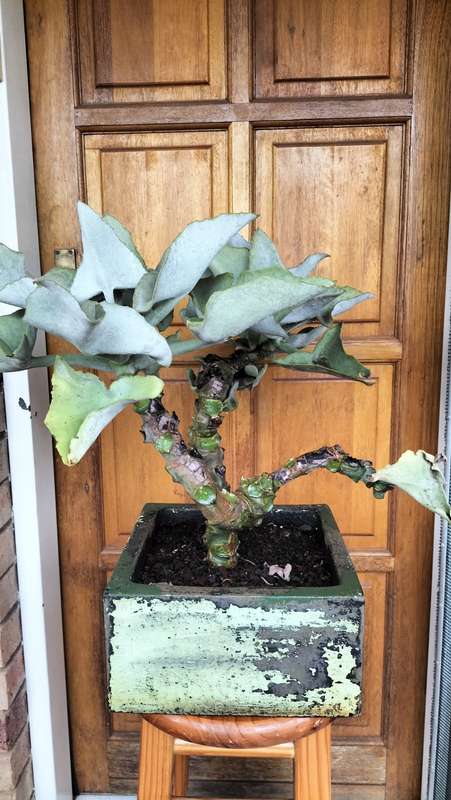 Magnificent Kalanchoe Beharensis Bonsai 2000 - 60cm - COLLECTION ONLY
