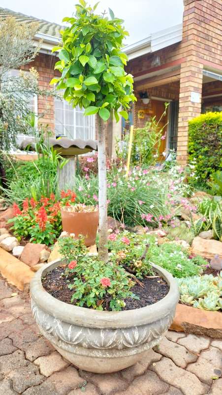 Absolutely Magnificent Ficus Benjamini +- 5 Years old (COLLECTION ONLY) 2 Of 2