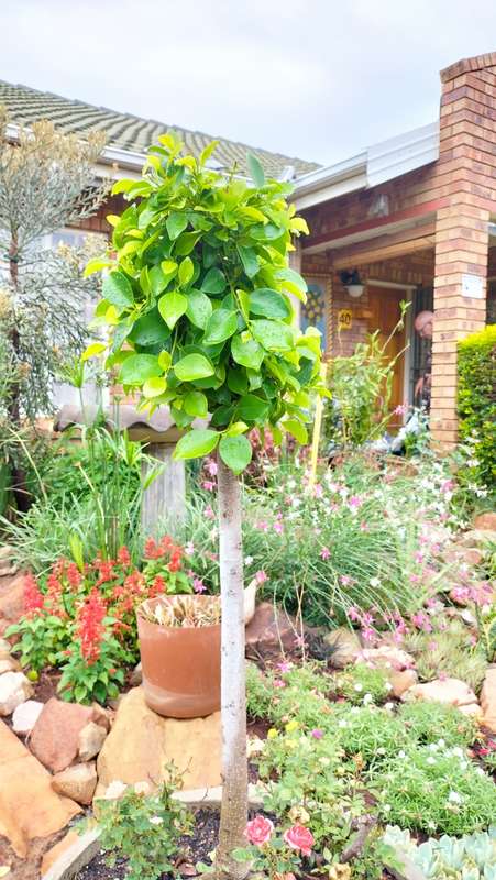 Absolutely Magnificent Ficus Benjamini +- 5 Years old (COLLECTION ONLY) 2 Of 2