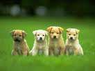 Puppy Training the Natural Way - EBook