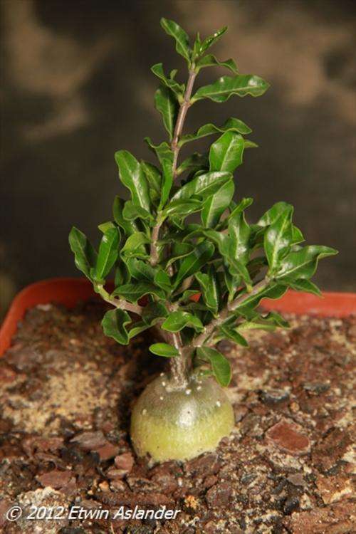 fockea edulis