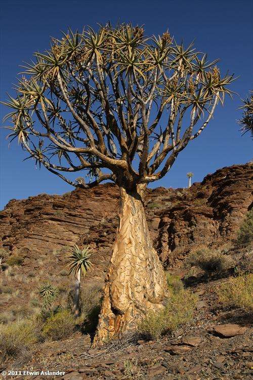 Kokerboom (Quiver Tree) Aloe dichotoma - live plants