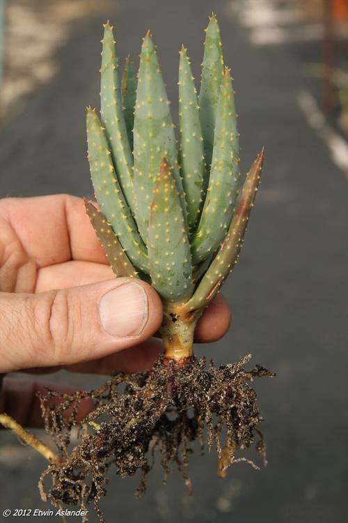 aloe variegata