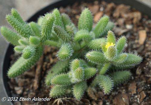 Adromischus cooperi
