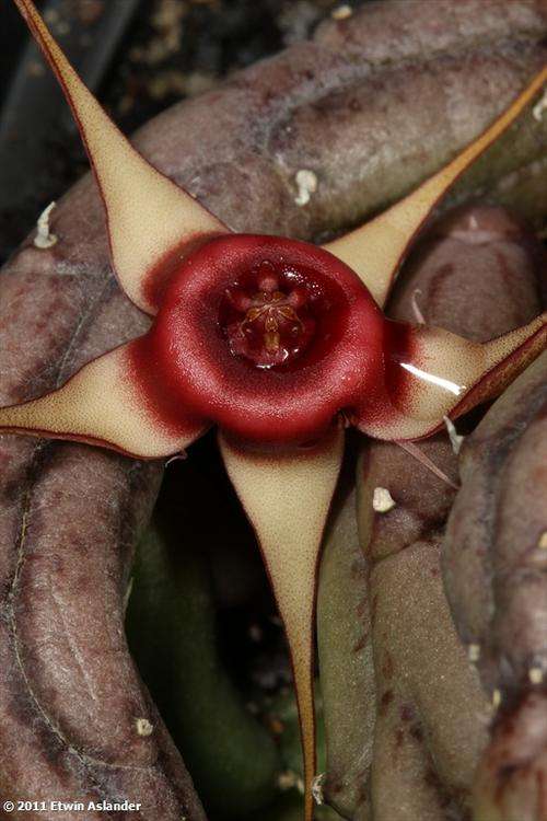 Duvalia procumbens (live plants)