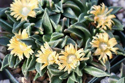 Nananthus transvaalensis (live plants)
