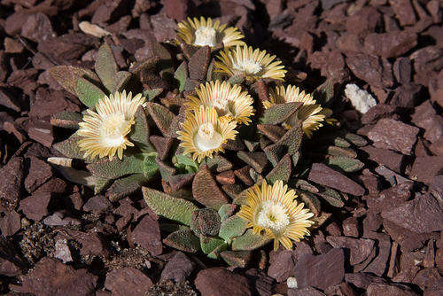 nananthus transvaalensis