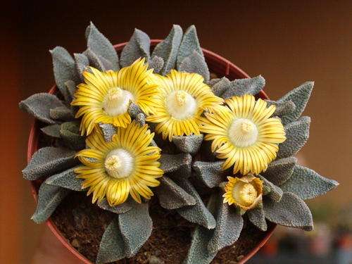 Nananthus wilmaniae (live plants)