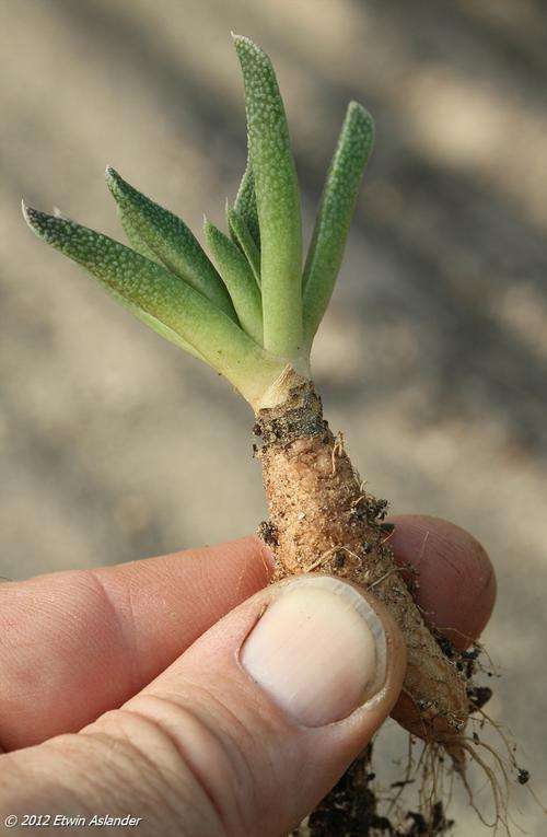 nananthus wilmaniae
