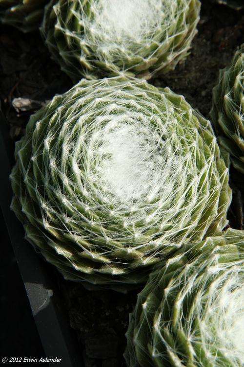 Sempervivum arachnoideum - "Spiderweb Houseleek" (plants)
