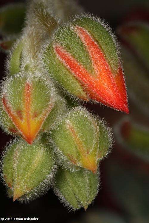 echeveria flower