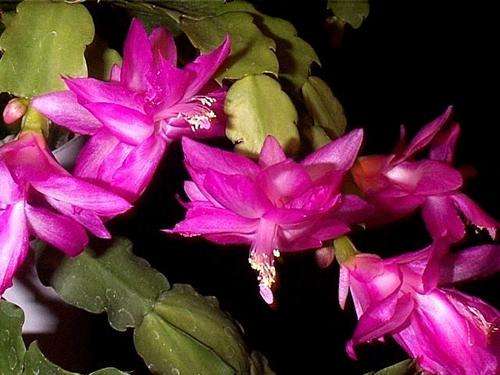 Schlumbergera truncata "Christmas Cactus" also called Zygocactus (live plants)