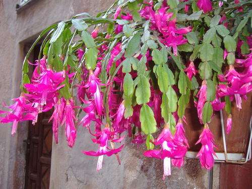 peackock flower