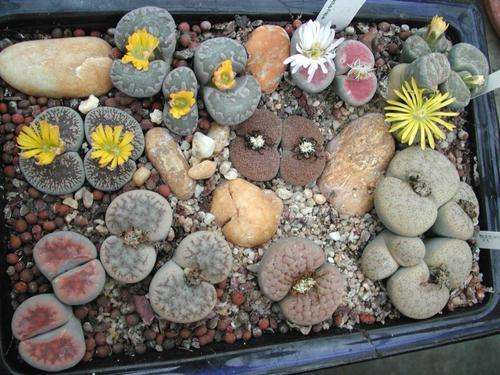 lithops plants