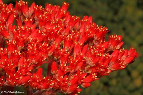 crassula perfoliata minor