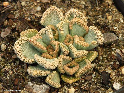 Titanopsis calcarea - "sklipadvoetjie" (live plants)