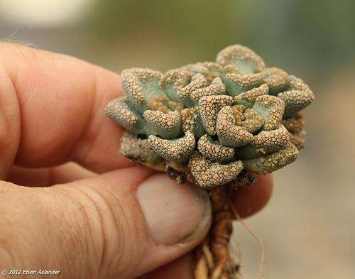 titanopsis calcarea