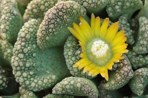 Titanopsis calcarea - "sklipadvoetjie" -100 seeds