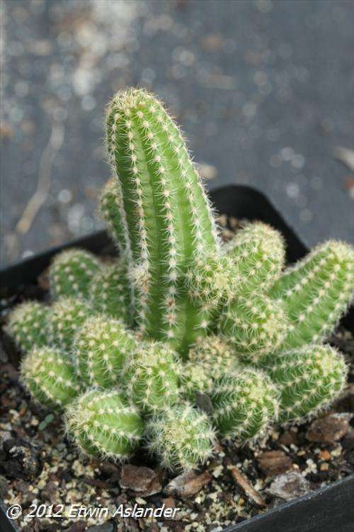 chamaecereus silvestrii