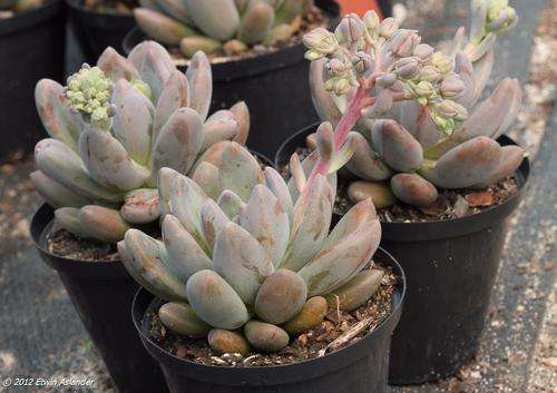 Pachyveria Royal Flush (live plants)