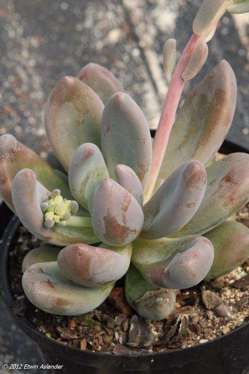pachyveria royal flush