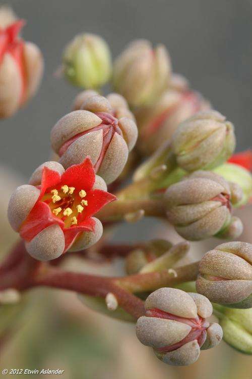 Pachyveria Royal Flush