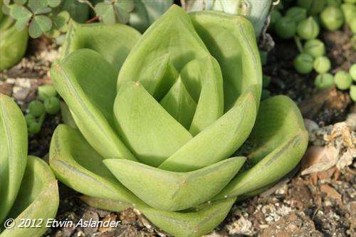 Haworthia cymbiformis "big form" (live plants)