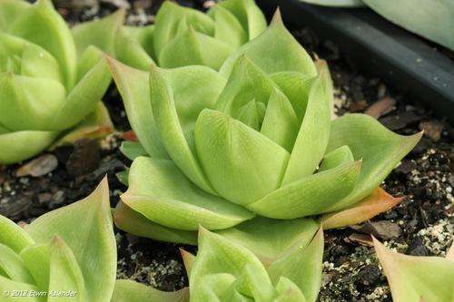 Haworthia cymbiformis
